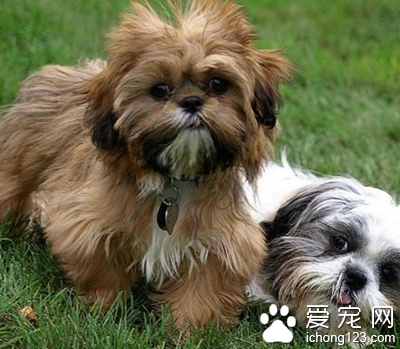 西施犬屬於什麼犬 標准的小型犬種