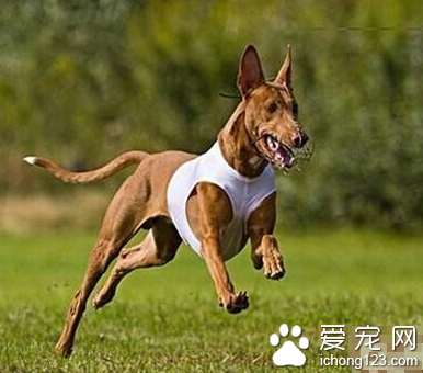 法老王獵犬哪裡賣 該犬在中國比較冷門