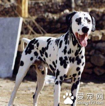 大麥町犬的俗稱 被人們統稱為斑點狗
