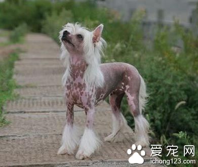 怎麼挑冠毛犬 中國冠毛犬的品種比較繁多