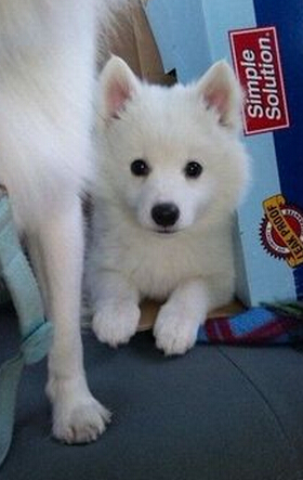 愛斯基摩犬幼犬價格 純種愛斯基摩在國內很少