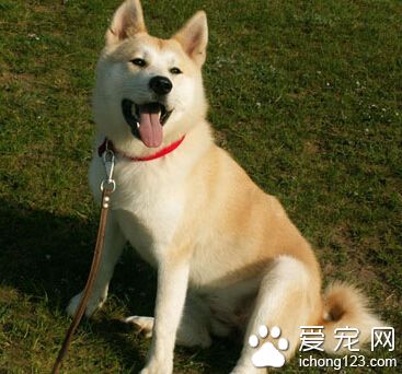 秋田犬有白色的嗎 顏色種類比較多