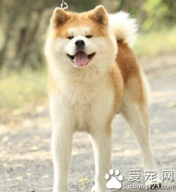 秋田犬什麼樣 被視為日本的國犬