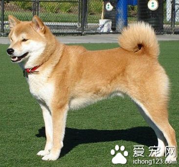 秋田犬哪裡有賣的 公認能干的工作犬