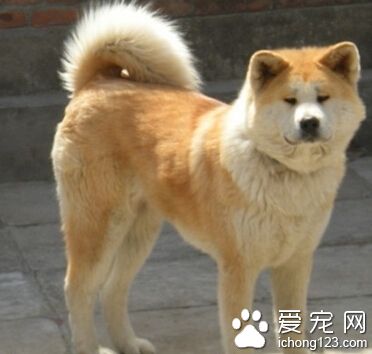 哪裡有賣秋田犬的 是愛好運動的犬種