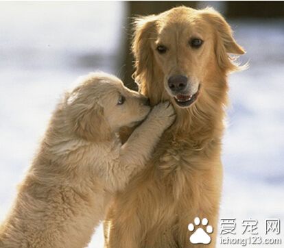適合家養的中型犬 中型犬相較小型犬而言更好