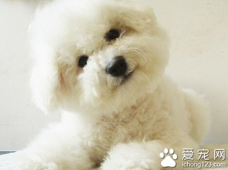 適合家養的小型犬 吉娃娃有長毛和短毛兩個品種