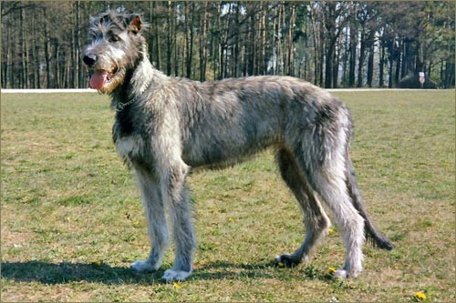 愛爾蘭獵狼犬哪裡賣 到正規的狗狗交易市場