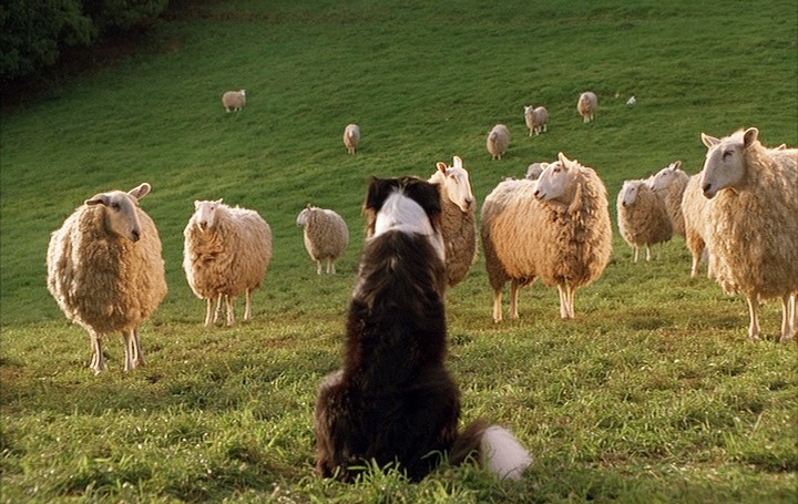如何挑選邊境牧羊犬  主要從一些外貌上判斷
