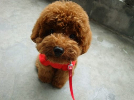 上海買狗去哪裡最好 需謹慎以防被騙