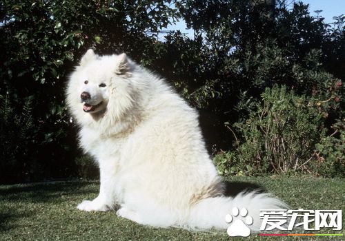 薩摩耶犬常見病 薩摩耶犬容易患的三種疾病