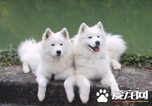 薩摩耶犬常見病 薩摩耶犬容易患的三種疾病