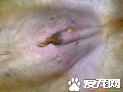 金毛尋回犬病症 寄生蟲性皮膚病是常見的病症