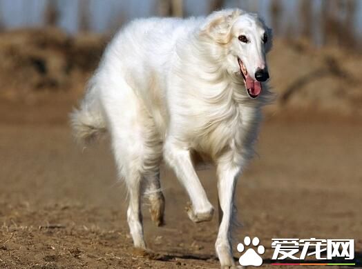 蘇俄獵狼犬遺傳病 遺傳病只可預防無可治療