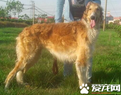 蘇俄獵狼犬介紹 是一種體格結實的大型犬