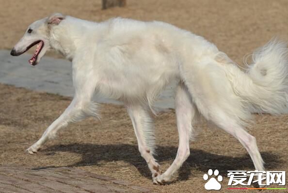 蘇俄獵狼犬介紹 是一種體格結實的大型犬