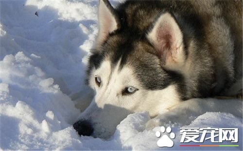 阿拉斯加雪橇犬得細小 阿拉斯加細小如何治療