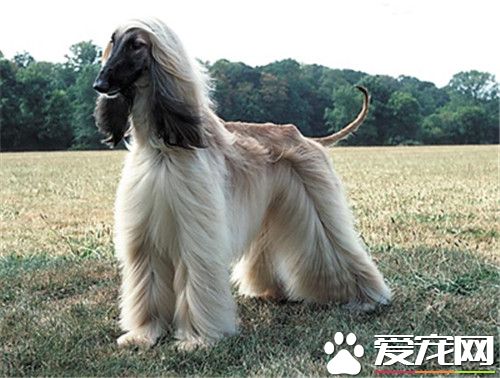 阿富汗獵犬怎樣推毛 堅持每天為它梳毛