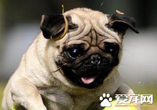 巴哥犬的褶子長多久 外觀呈正方形且短胖