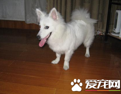 銀狐犬特點 體長稍大於體高