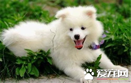 銀狐犬特點 體長稍大於體高