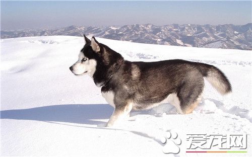 阿拉斯加雪橇犬病症 幾種常見的狗狗病症