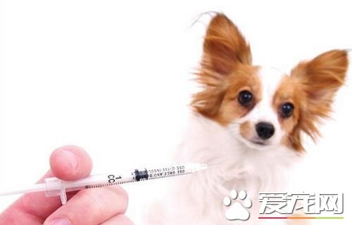 狗為什麼要打疫苗 狗打狂犬疫苗的作用及反應