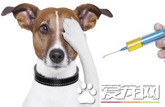 狗打完疫苗後的不良反應 哪些情況需要送院就診