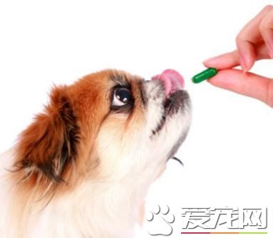 狗吃什麼藥會死 人吃的藥狗狗不一定能吃