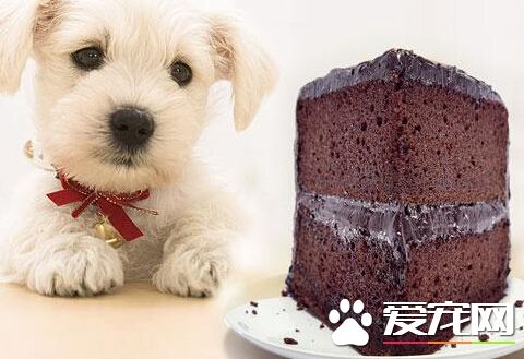 狗吃多少巧克力會死 誤食巧克力的各種症狀