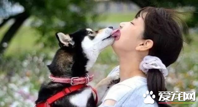 狗狗口臭是什麼原因 怎樣幫助狗狗除口臭