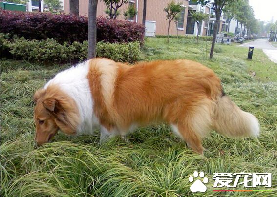 狗為什麼吃草 這可能是狗狗生病的表現