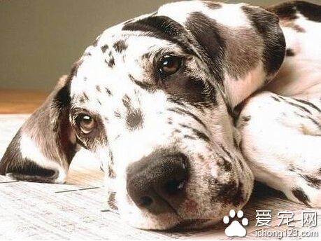 狗發燒的症狀   溫度是狗狗發燒的主要依據