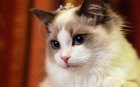 布偶貓的遺傳病 按時給小貓接種貓瘟疫苗
