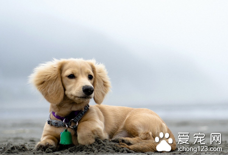 狗狗得了角膜炎 角膜炎是由外傷或異物所致