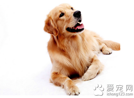 狗狗口炎有什麼症狀 病犬拒食粗硬飼料