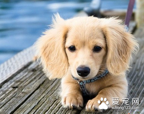 犬鞭蟲病 主要危害幼犬嚴重會導致死亡
