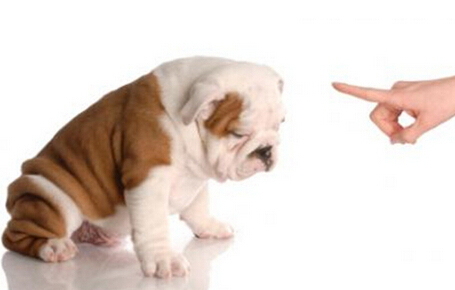 狗狗吃便便怎麼辦 狗狗食糞症狀怎麼解決