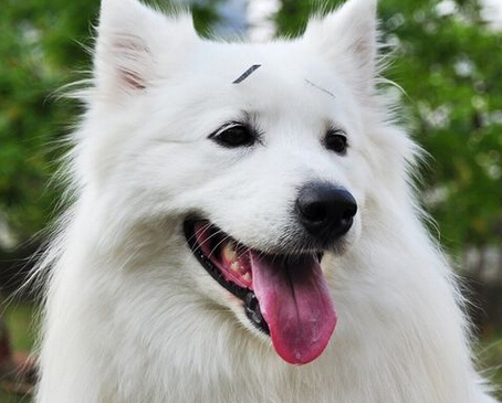 貴賓狗狗身上有紅斑 預防發生皮膚過敏疾病