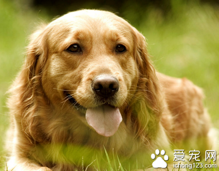  狗狗一直流口水 流涎有可能產生的疾病