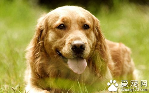 狗狗患有急慢性肝炎怎麼辦 讓狗狗多注意休息