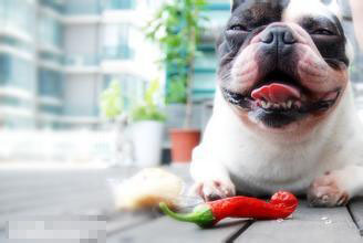 狗能吃辣椒嗎 會刺激狗的腸胃引起胃腸道炎症