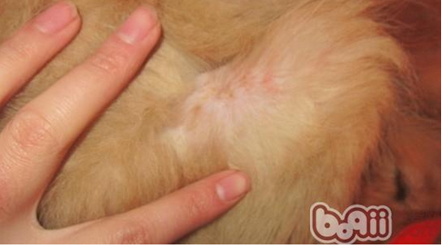 狗狗真菌性皮膚病 如何治療狗狗真菌性皮膚病