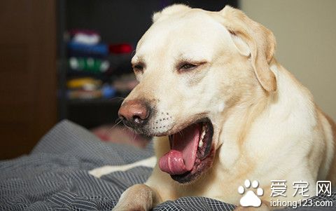 狗狗一直咳嗽怎麼辦 咳嗽時可能產生的疾病