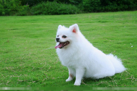 純白色的狗是什麼狗 養愛犬是治病良藥