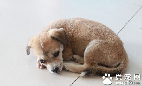 狗狗絛蟲多久能治好 梨形鞭毛蟲病臨床症狀