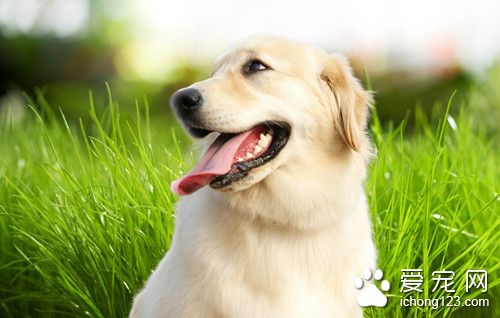寵物狗疾病 萊姆病的主要症狀及治療方法