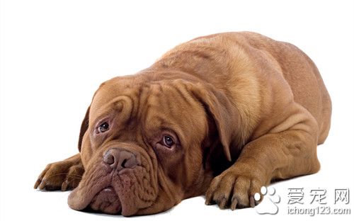 狗狗狂犬病多久死亡 狂犬病的主要症狀