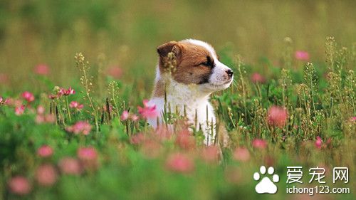 狗狗中暑症狀 狗狗夏季常見的主要疾病