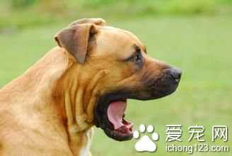 狗狗慢性嘔吐怎麼辦 其主要發病的原因
